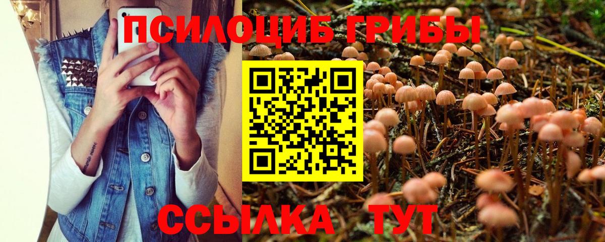 где найти наркотики  Псилоцибиновые грибы Psilocybe  Вход с VPN  Сертолово 